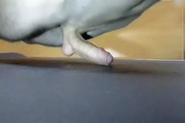 Brasileirinhas anus dilacerados